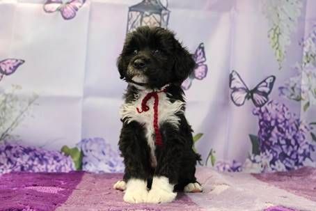 Puppy verwacht