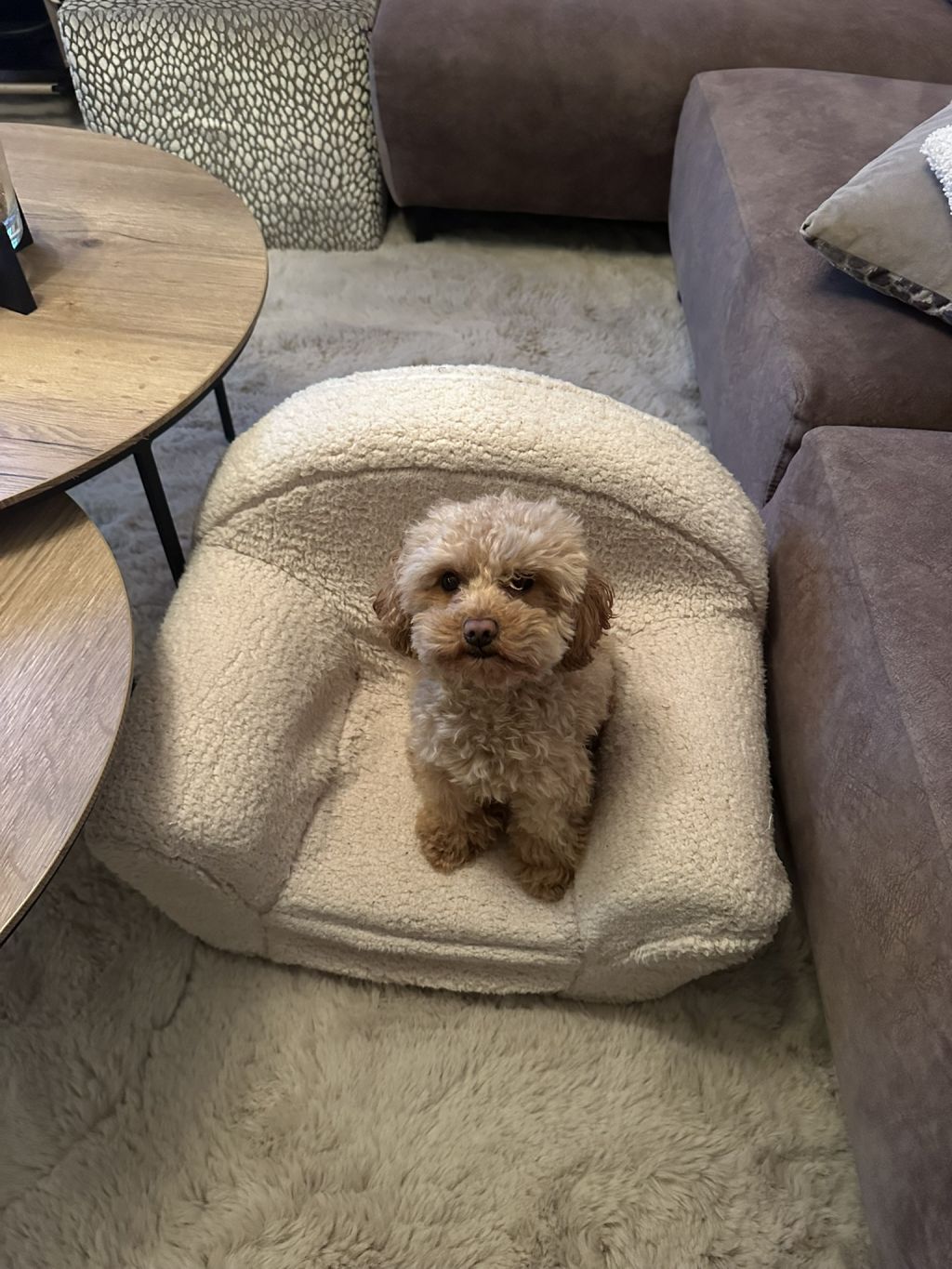 Bobbi