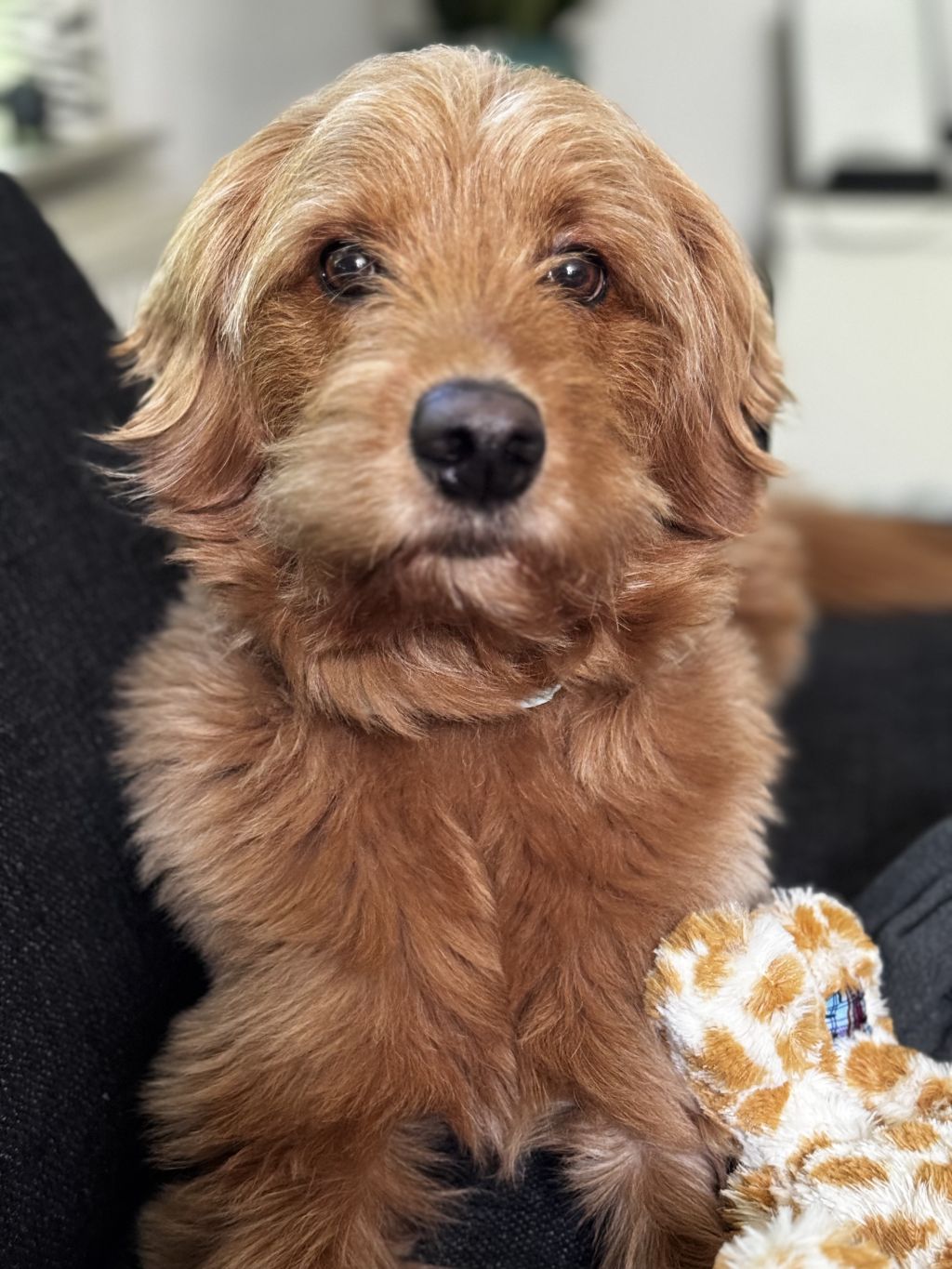 Otis