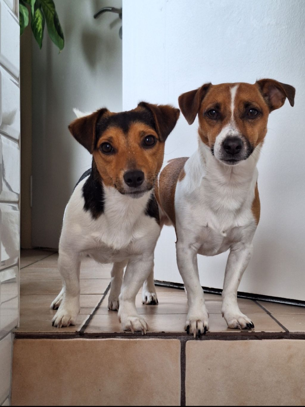Milan & Woezel