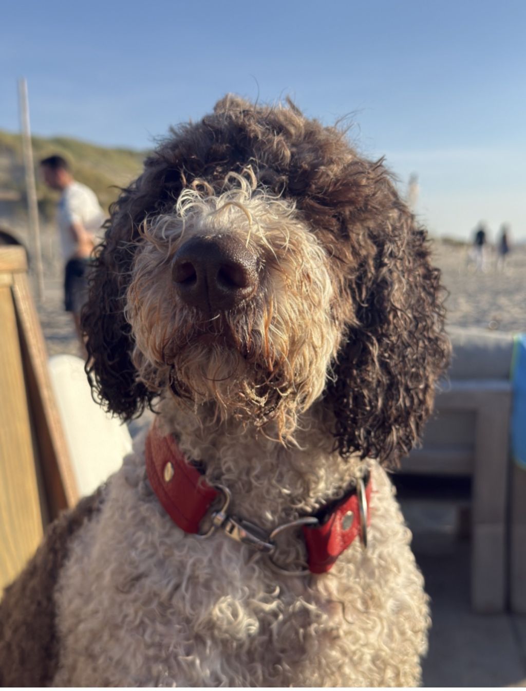 Mollie