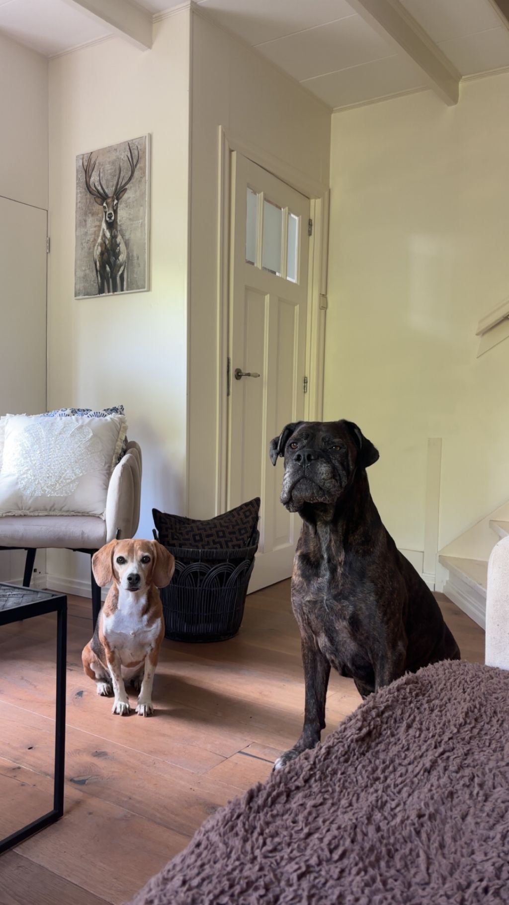 Roos&Lady