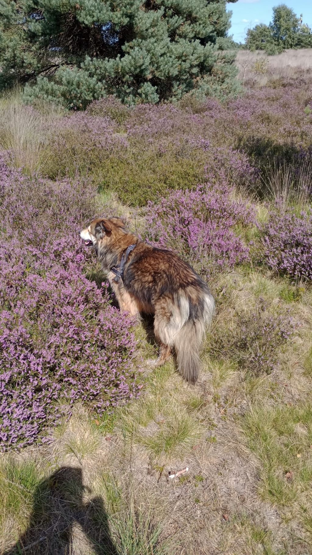 Milka