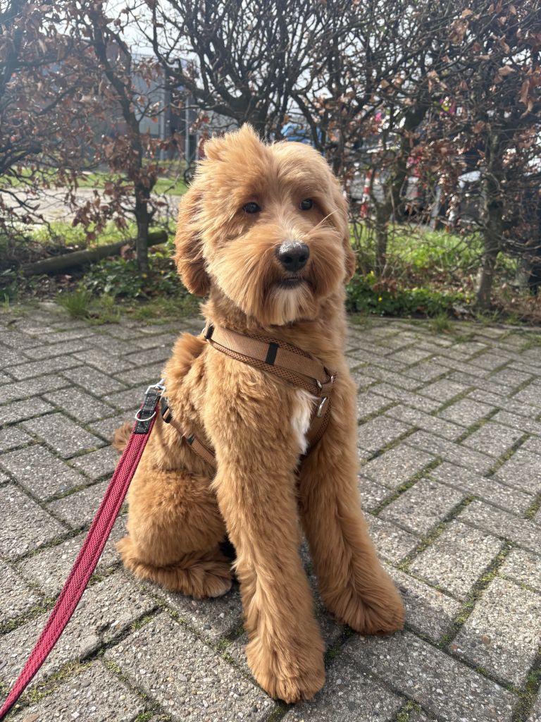 Charlie
