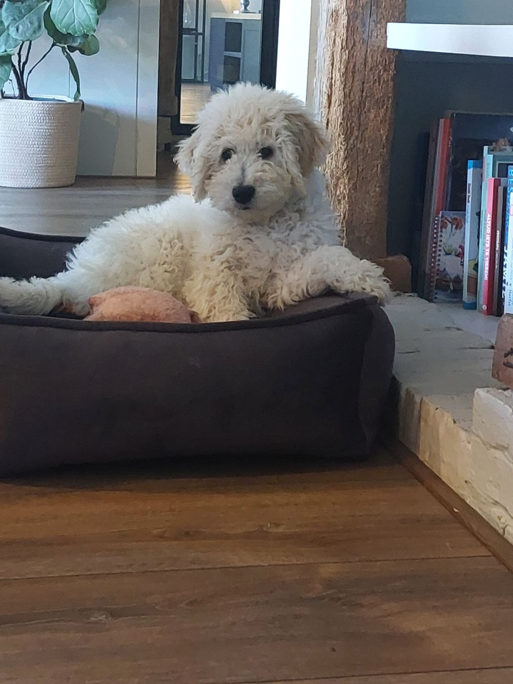 Bella
