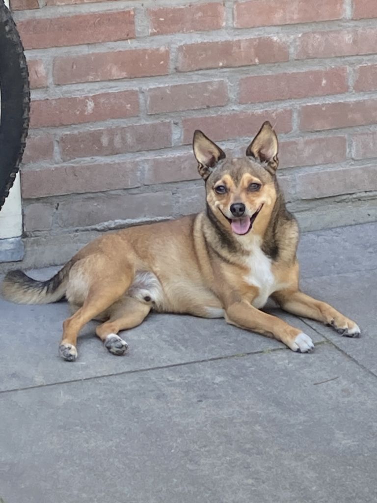 Bikkel