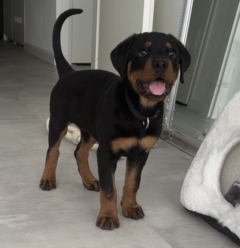 Leyla