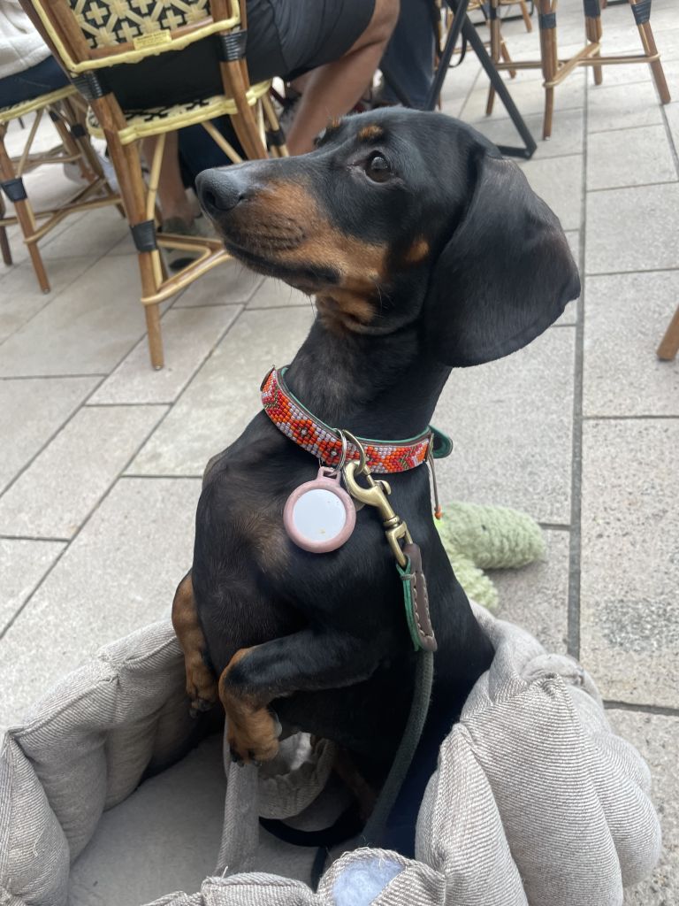 Pup