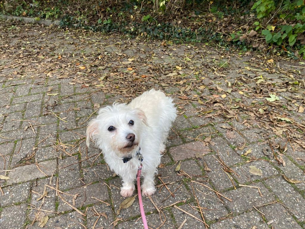Sophie