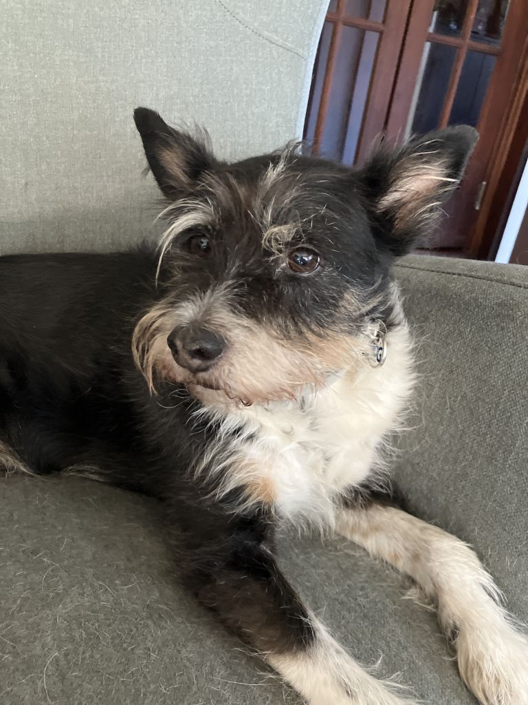 Spock, Nala en Charlie