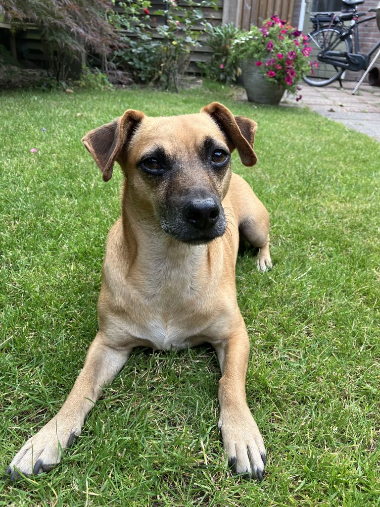 Teddy