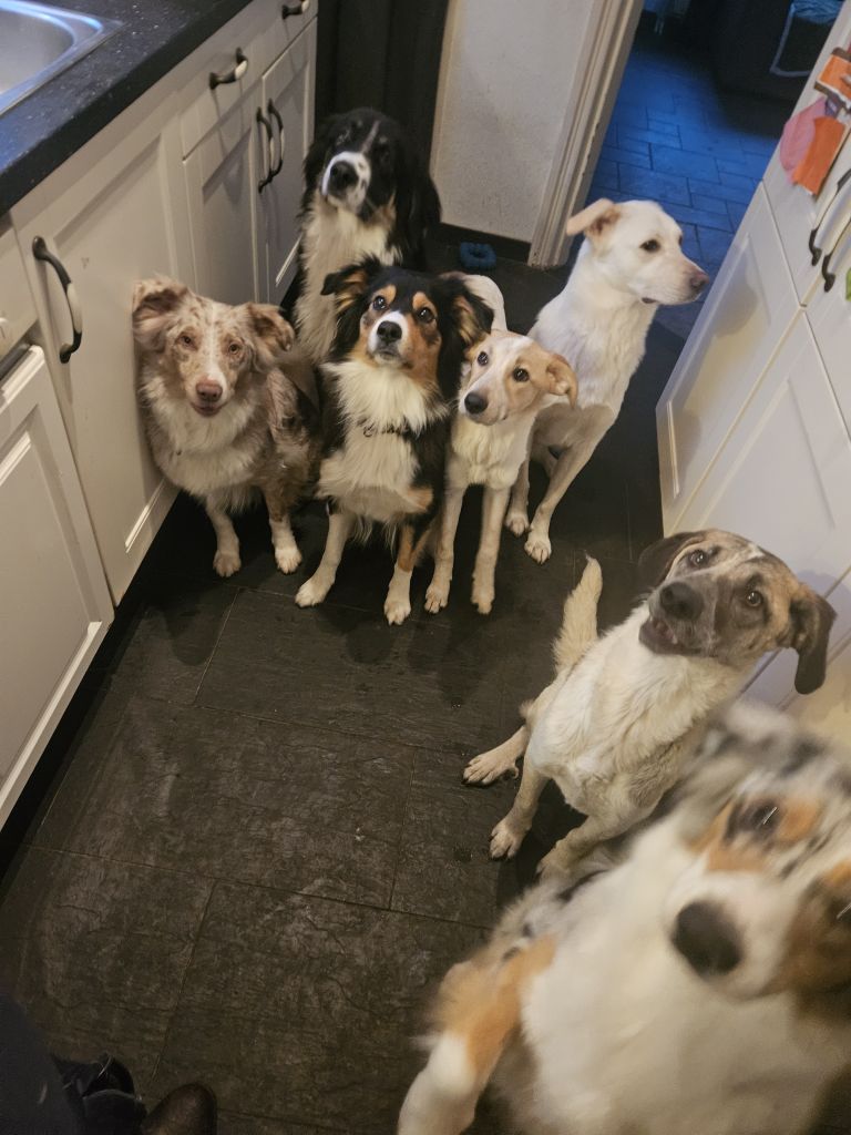 Nal,Milo,Lola en Zazoe