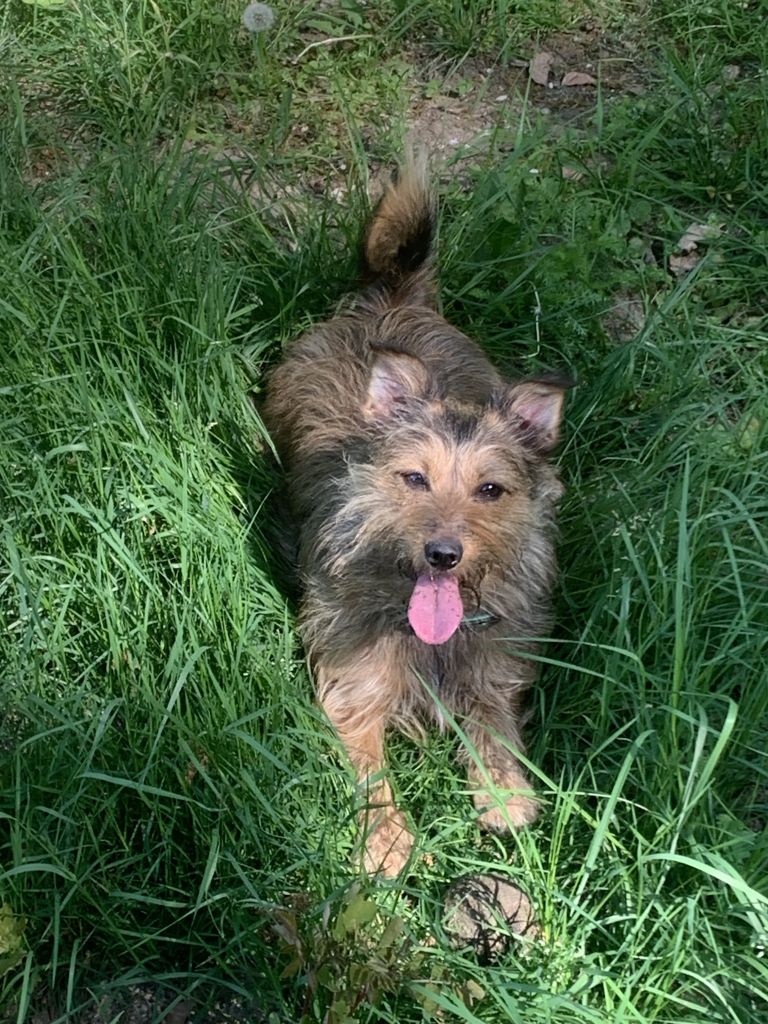 Boebie
