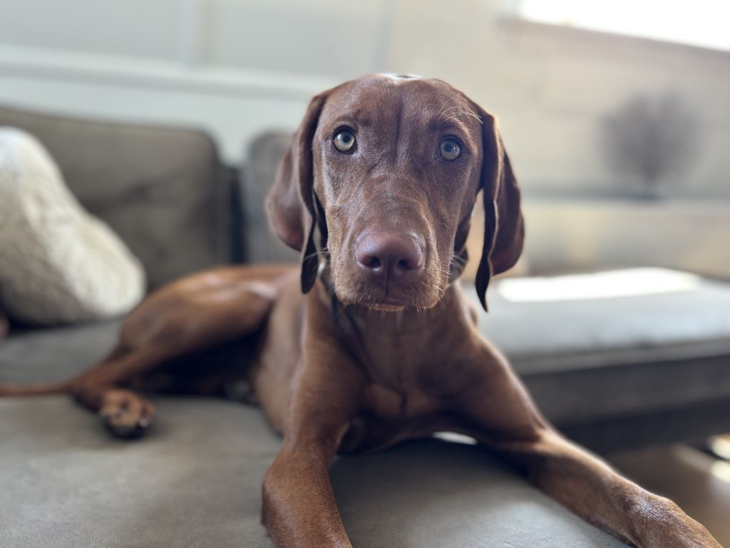 Lou