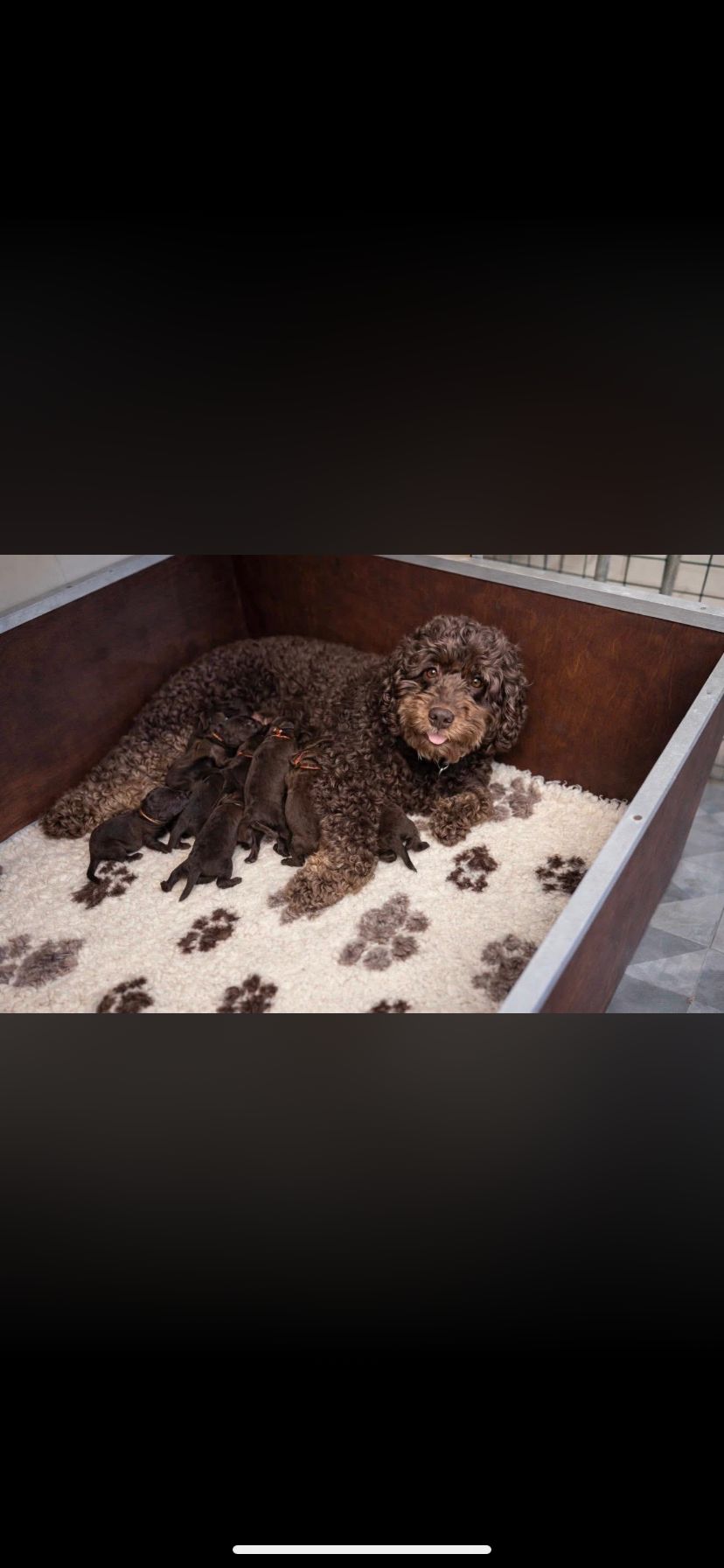 Puppy op komst!