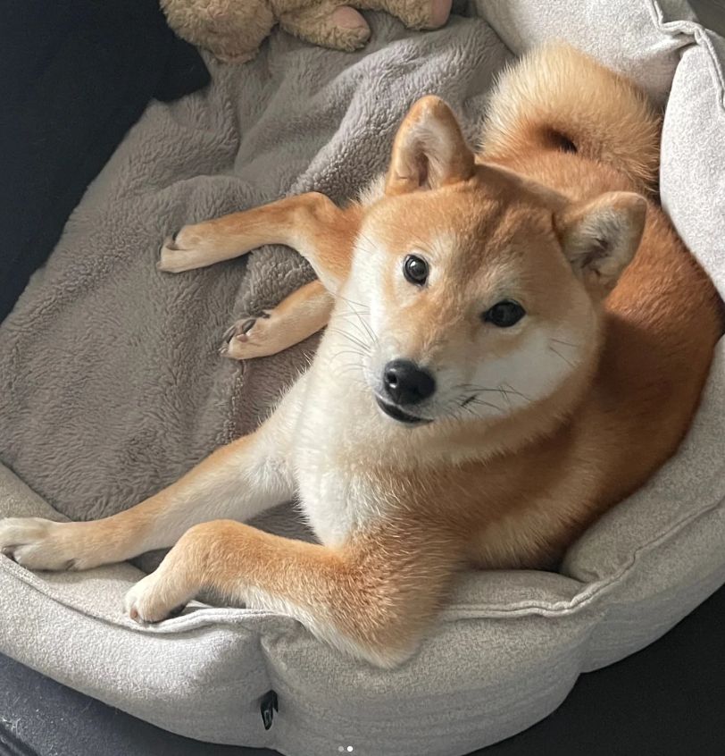 Bao