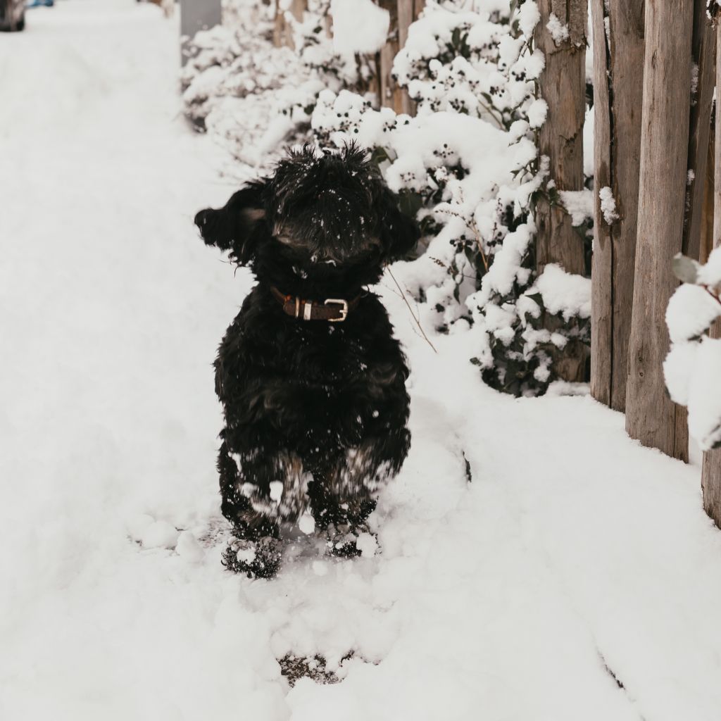 Charlie