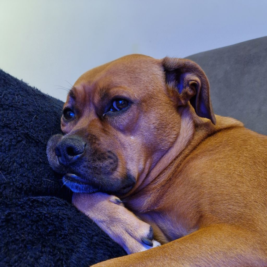 Rubbel
