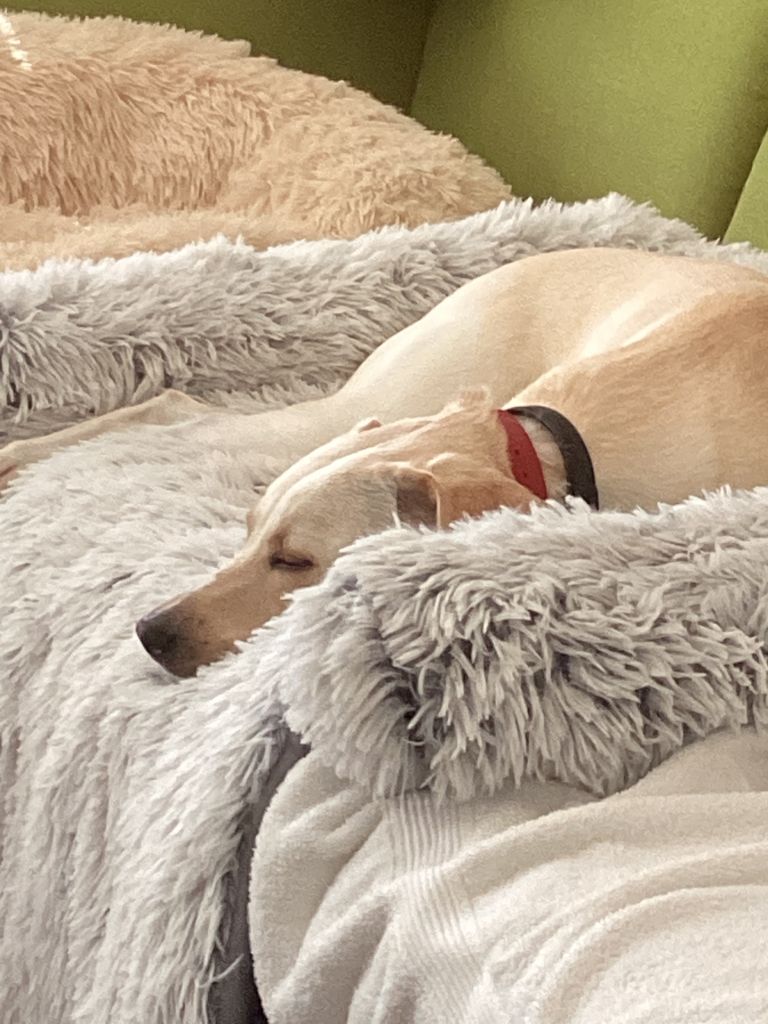 Lola