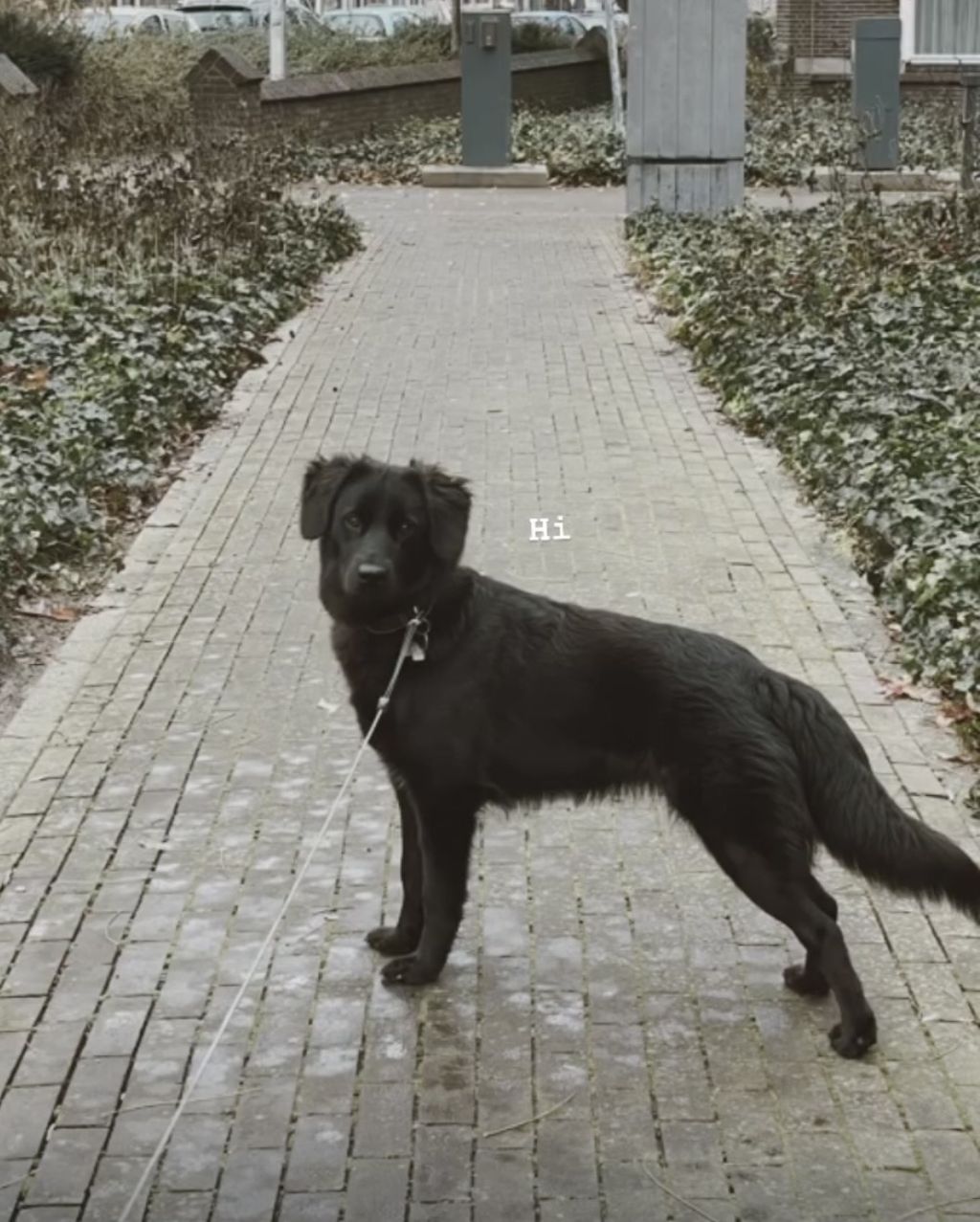Saartje