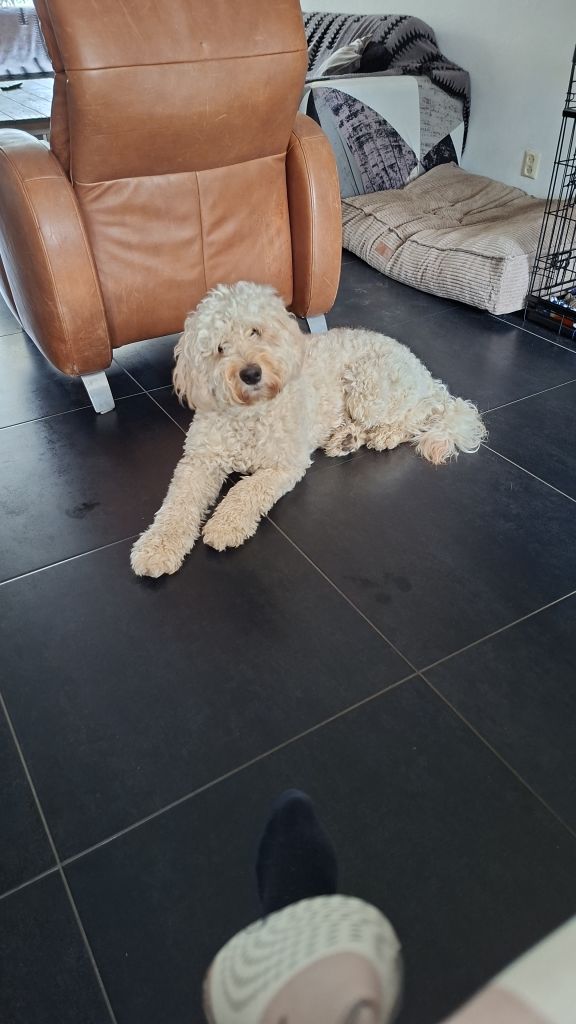 Balou
