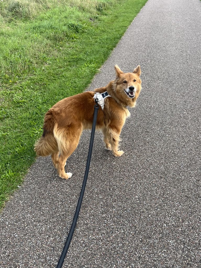 Diva