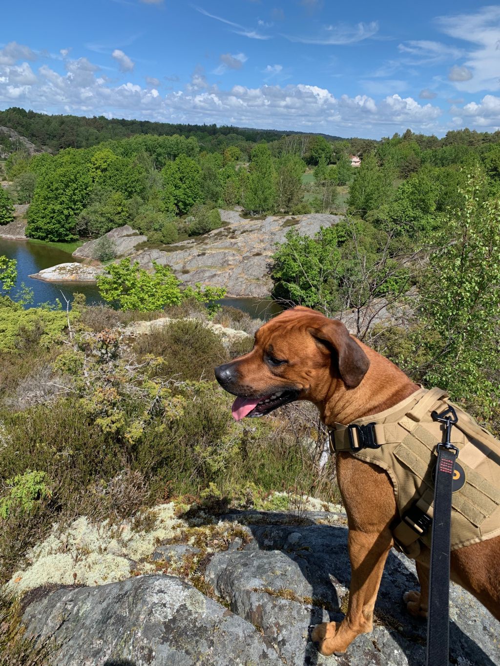 Finn