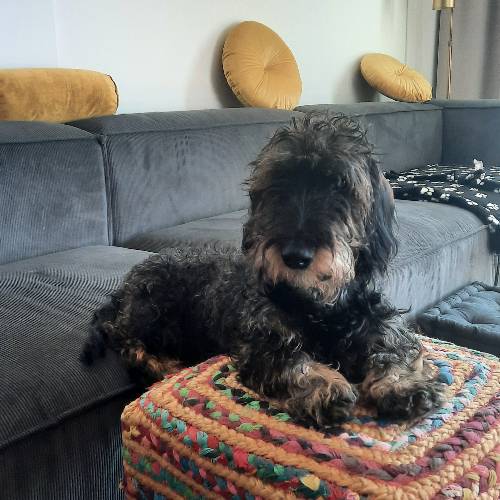 Max