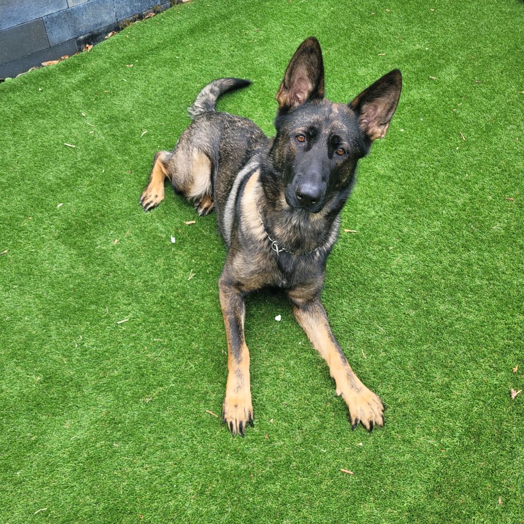 Manja