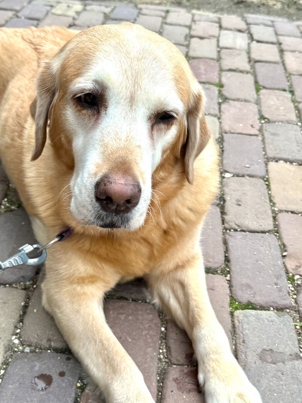 Mollie