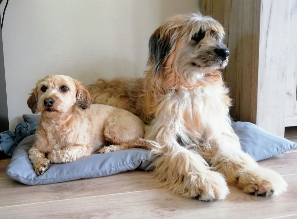 Zaza en Benji