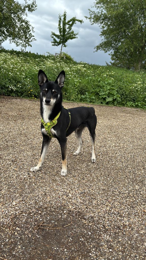 Xavi