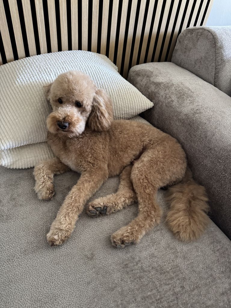 Balou