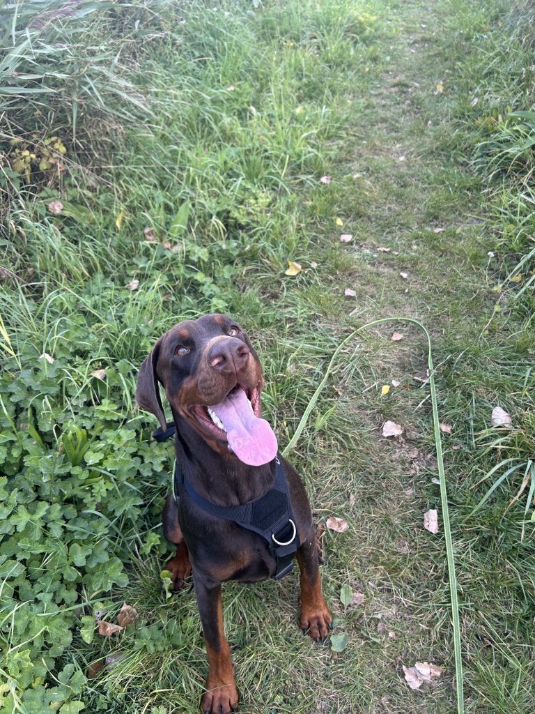 Koda