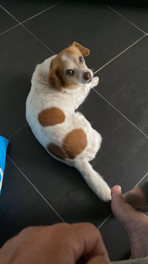 Evie