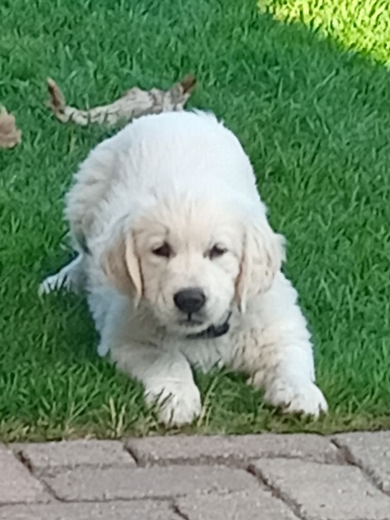 Willow