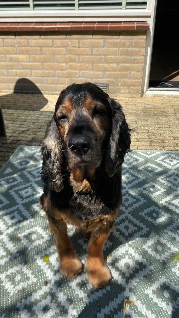 Diesel