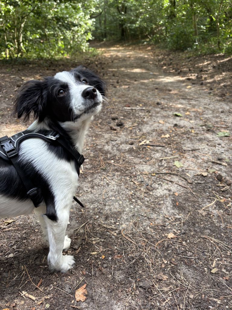 Louie
