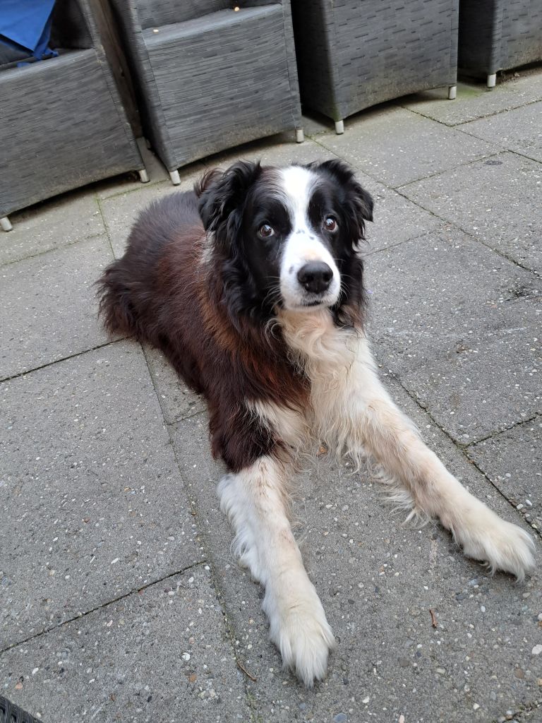 Henk