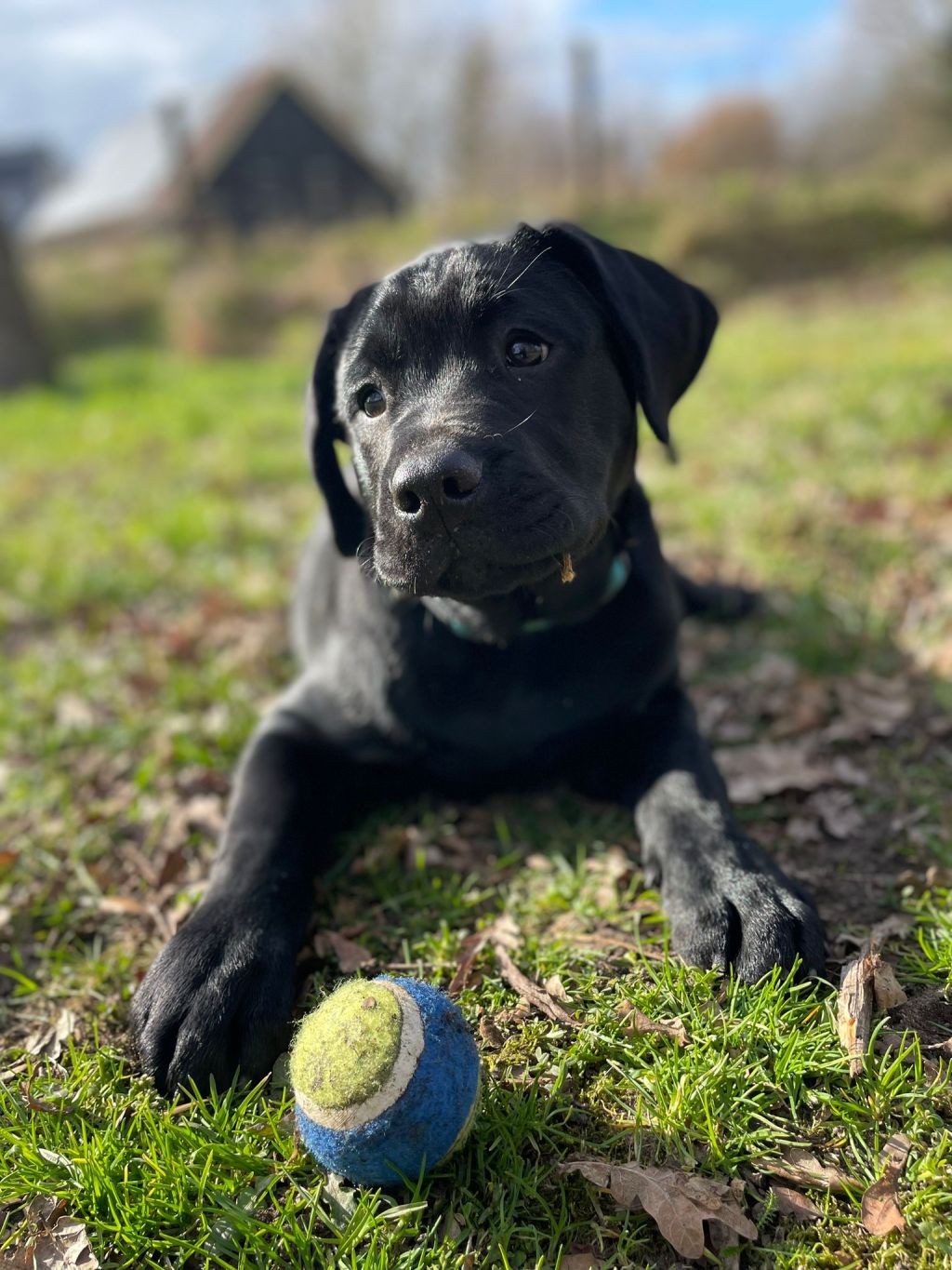 yoda