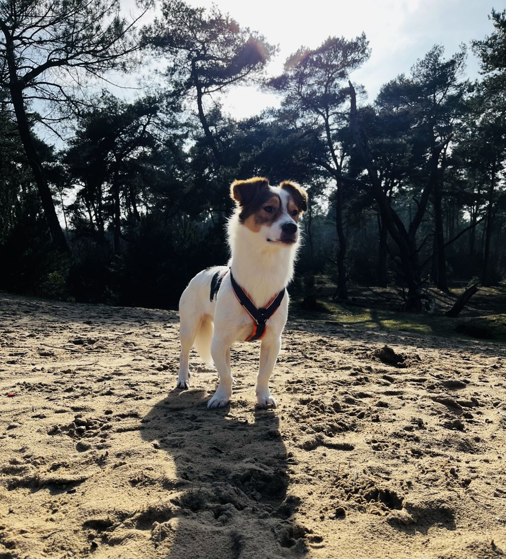 Louieke