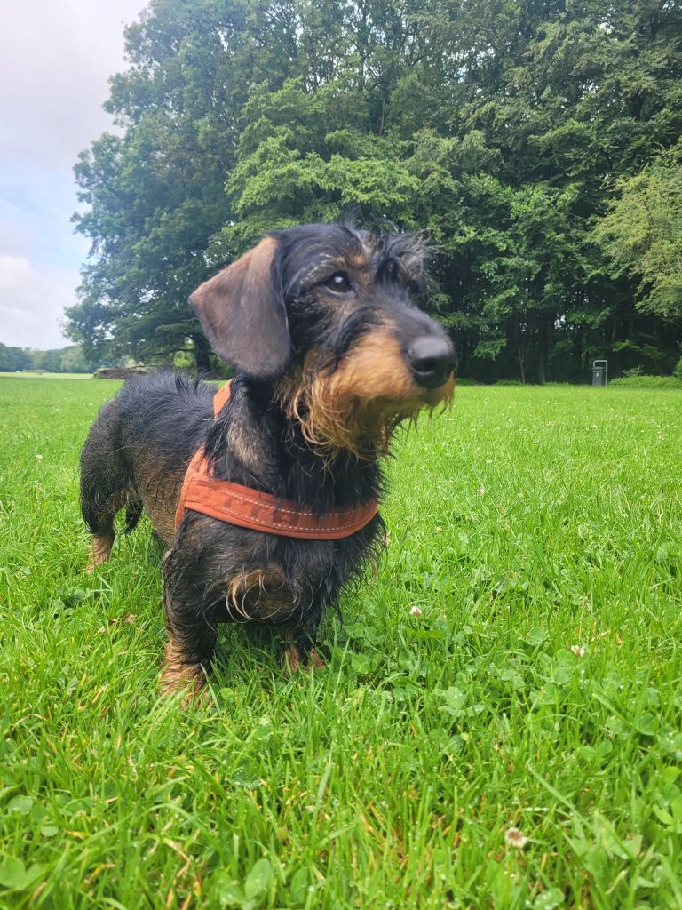Frankie