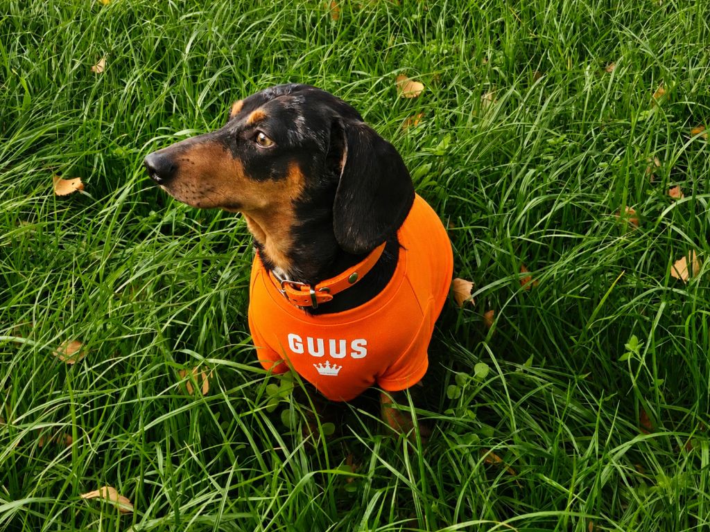 Guus