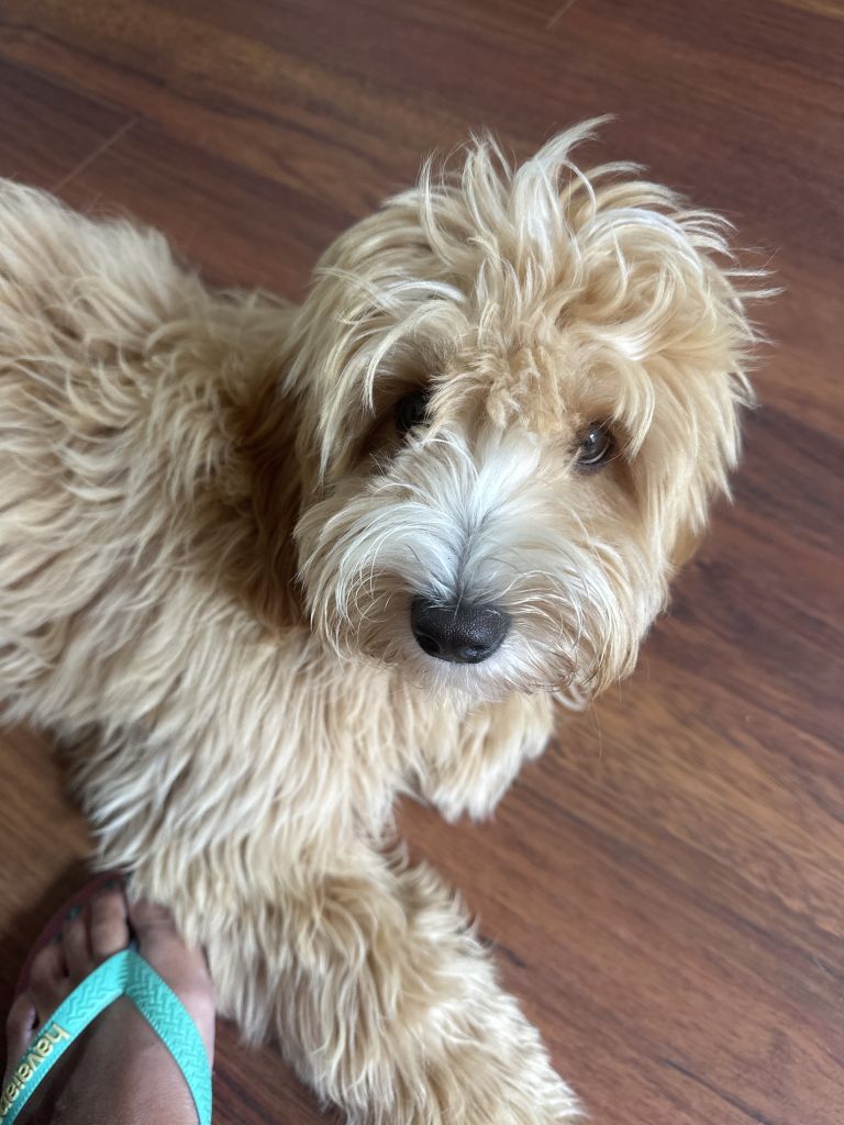 Mollie
