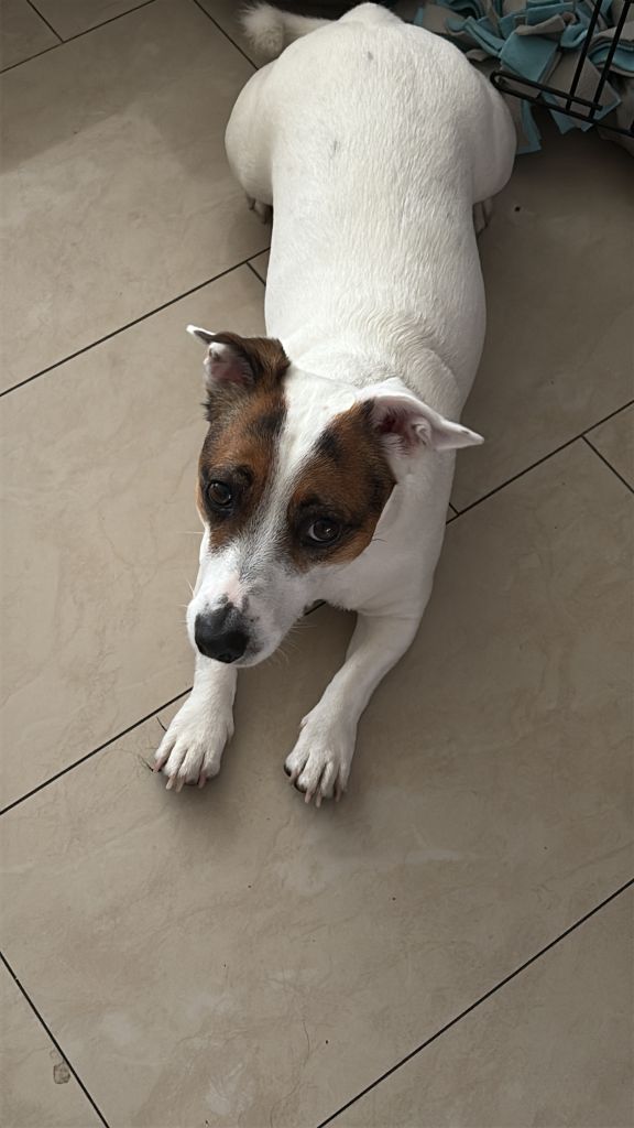 Lio