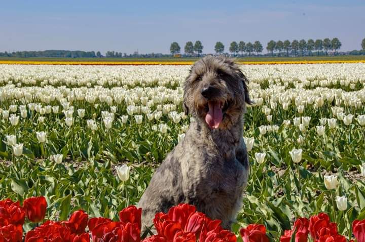 Foto van onze vorige hond