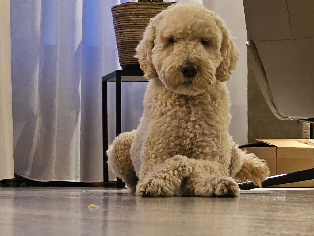 Buddy