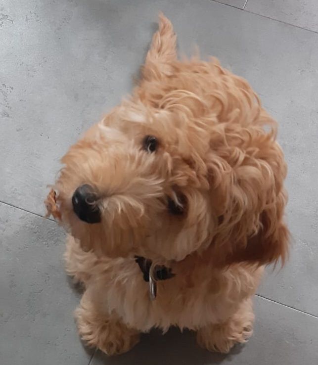 Dax
