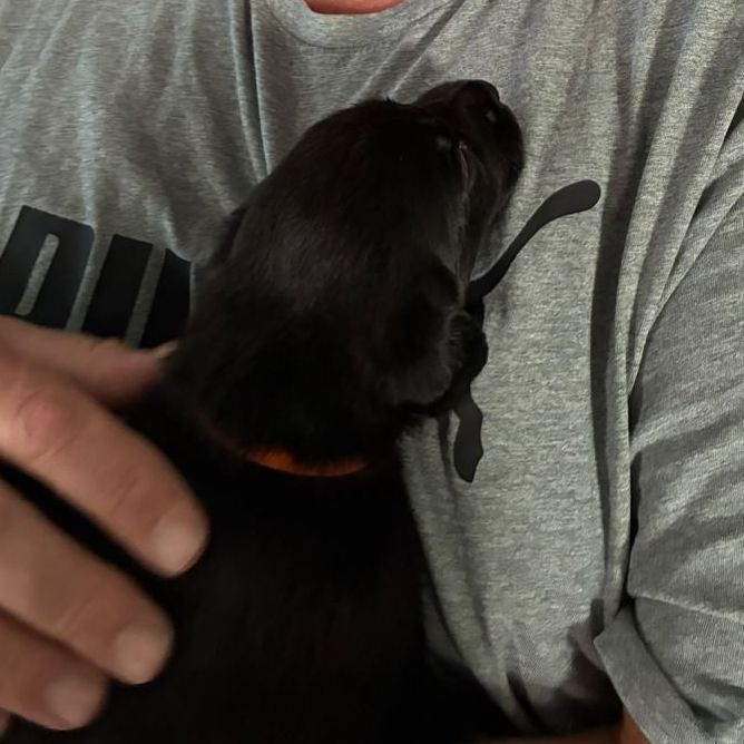 Puppy