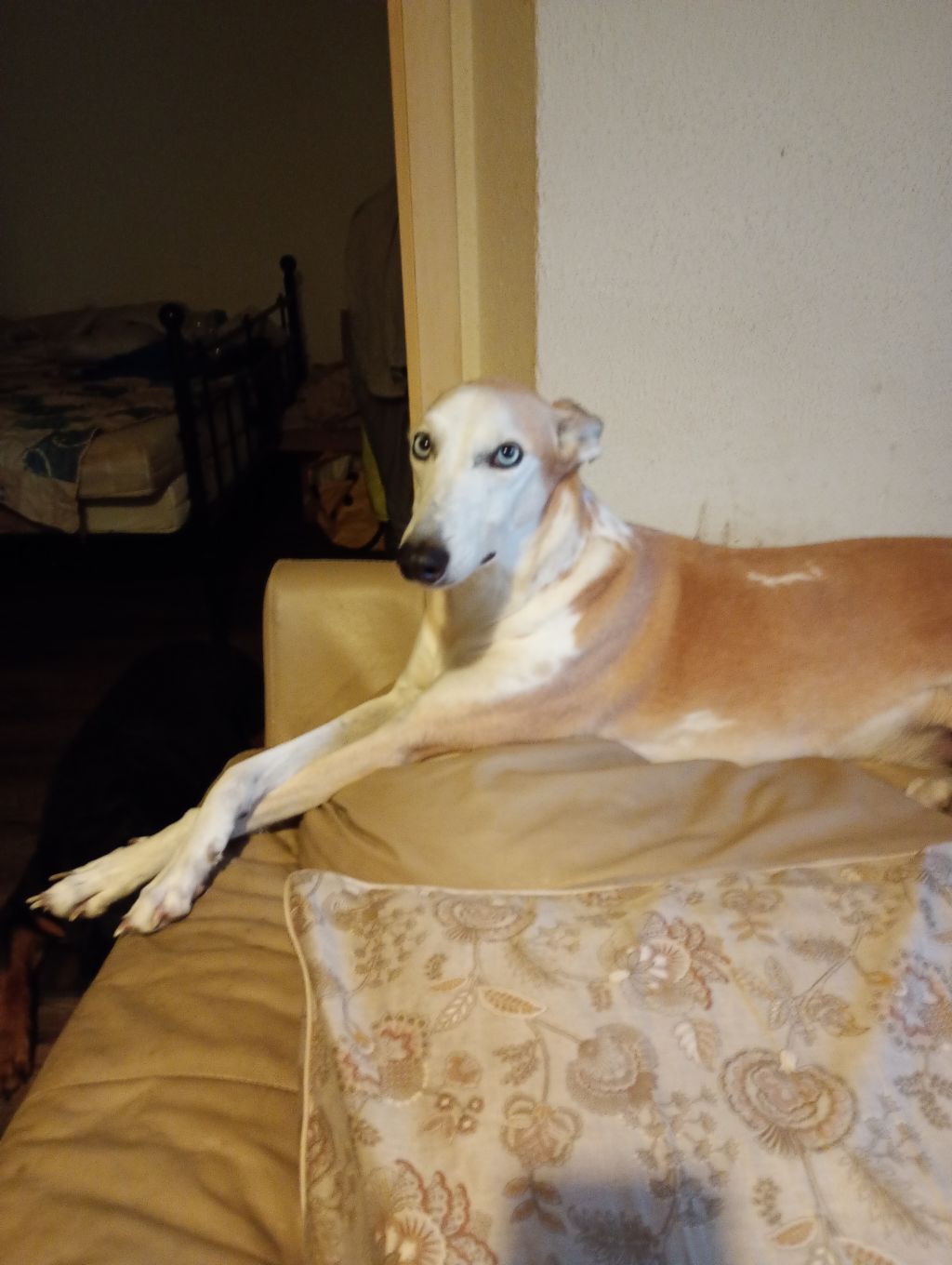 Bonero